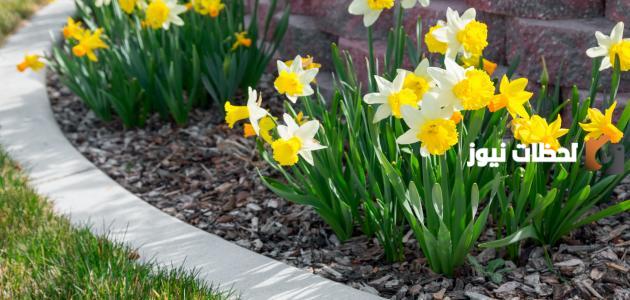 أبيات شعر تتحدث عن جمال الربيع للصف الرابع