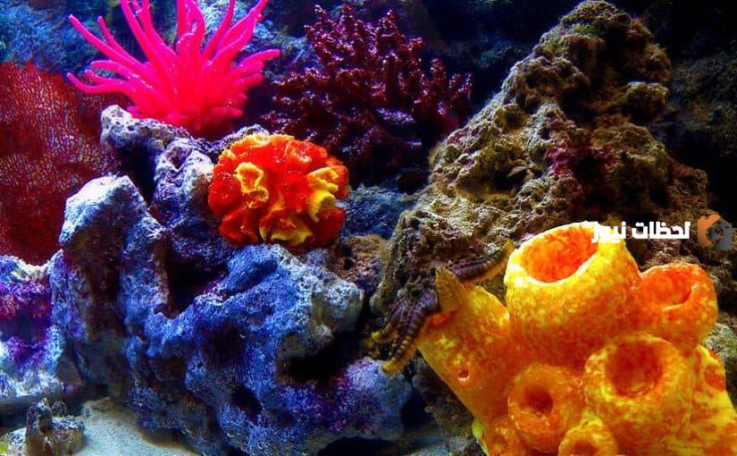 بحث عن الاسفنجيات كامل