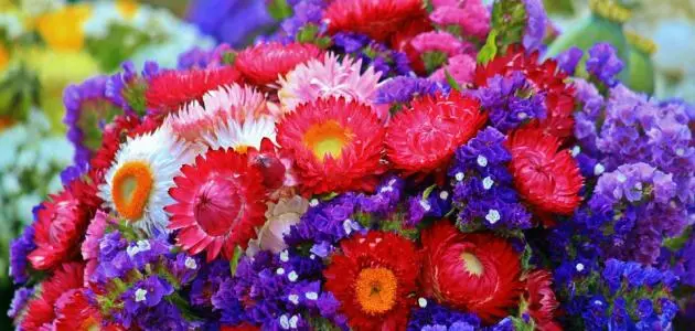 عبارات جميلة عن الورد وعبارات جميلة حالات عن الورد للواتس