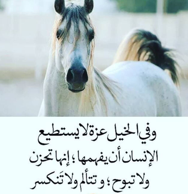 معلومات عن الحصان | عبارات جميلة في حب الحصان