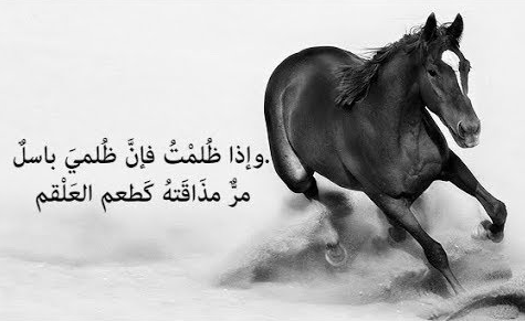 معلومات عن الحصان | عبارات جميلة في حب الحصان