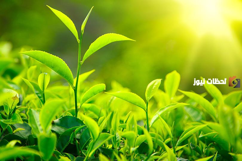 عملية صنع الغذاء في النبات