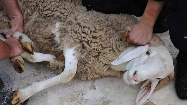 ما هو وقت ذبح الاضحية