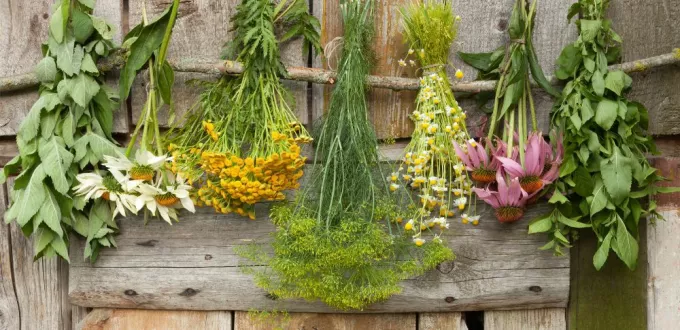 علاج ارتفاع وظائف الكلى بالاعشاب