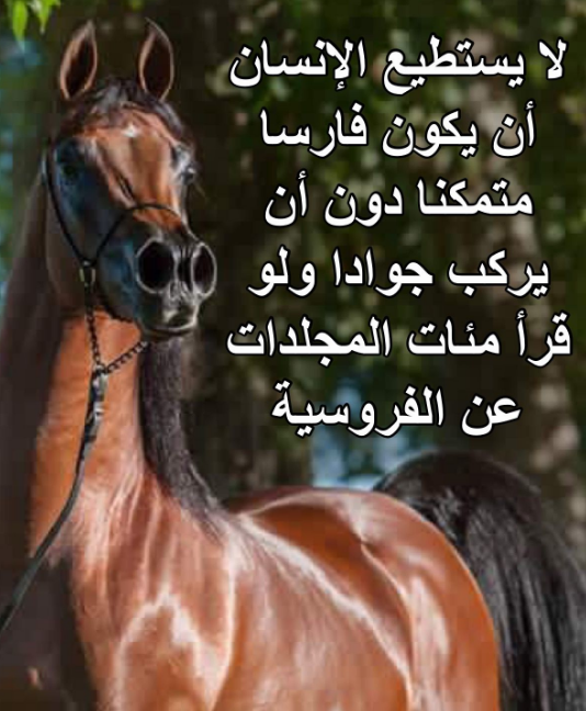 معلومات عن الحصان | عبارات جميلة في حب الحصان