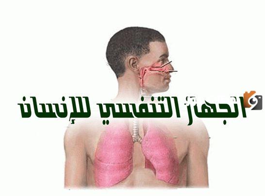 بحث حول الجهاز التنفسي لدى الانسان للمرحلة الابتدائية 