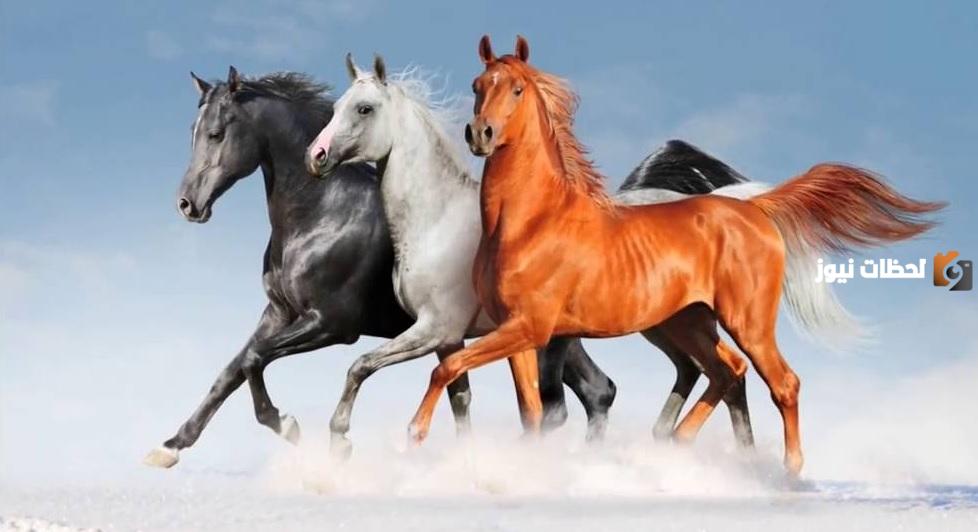 50 من اجمل اسماء خيول عربية اصيلة