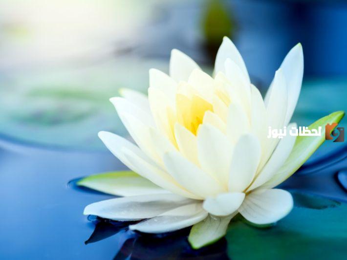 خصائص زهرة اللوتس