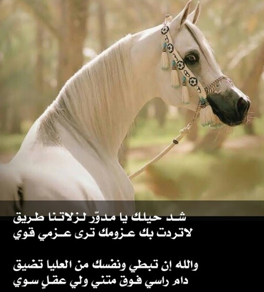 معلومات عن الحصان | عبارات جميلة في حب الحصان