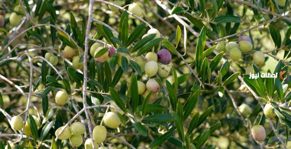 دراسة جدوى مشروع زراعة فدان زيتون