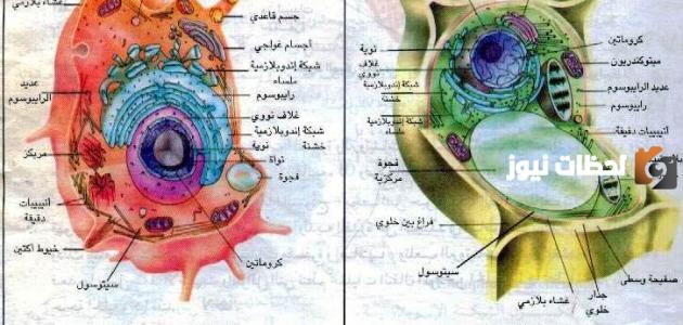مكونات الخلية الحيوانية والنباتية والفرق بينهما