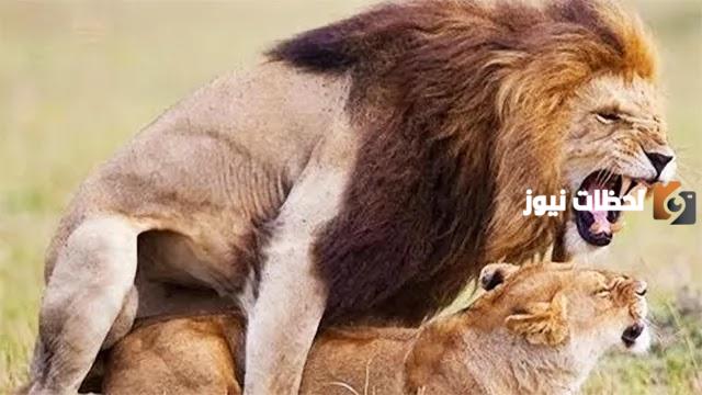 زوجي اذا نزل يصرخ