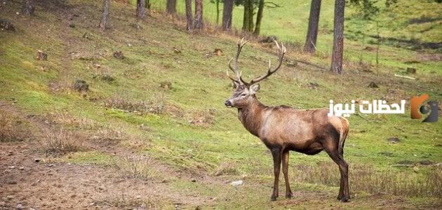 بحث عن خصائص الحيوانات كامل وجاهز للطباعة