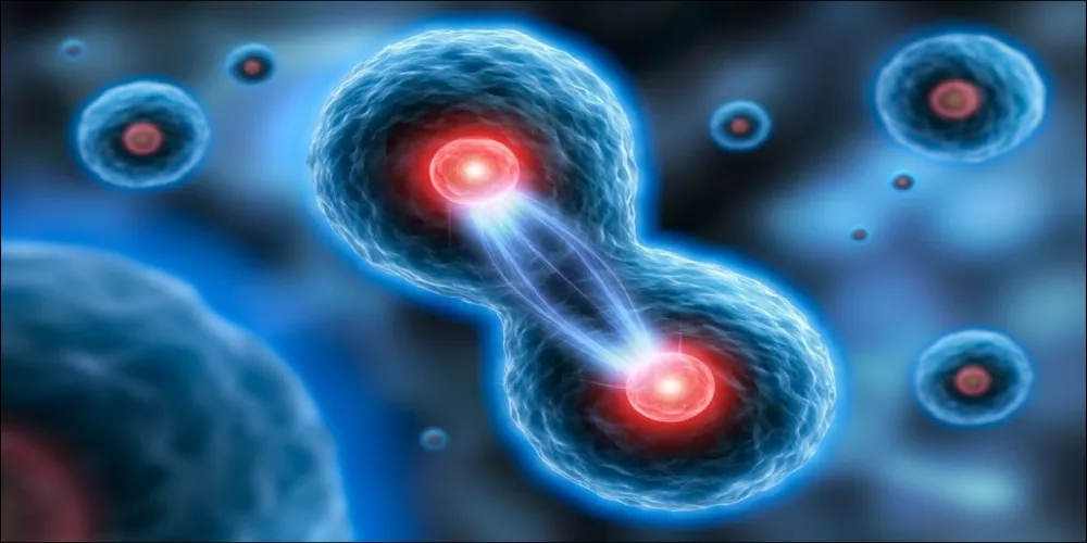 بحث عن النمو الخلوي