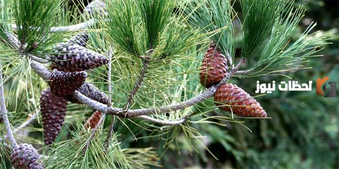 خصائص النباتات معراة البذور