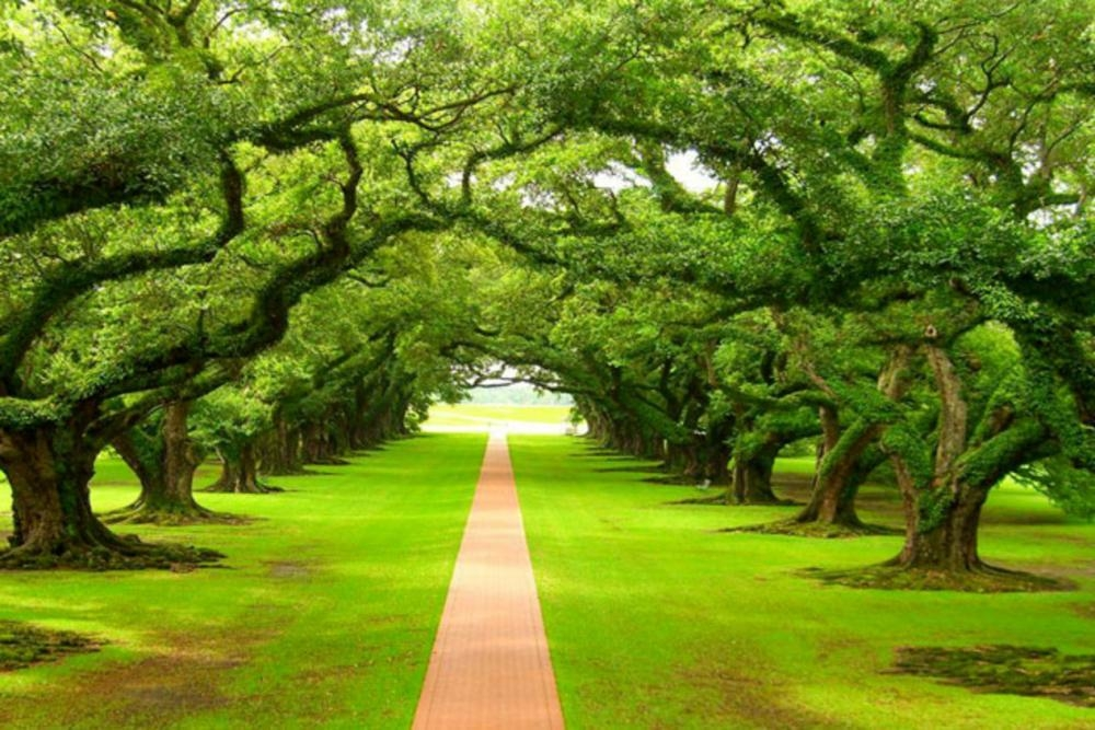 اذاعة مدرسية مميزة عن يوم الشجرة العالمي جاهزة للطباعة