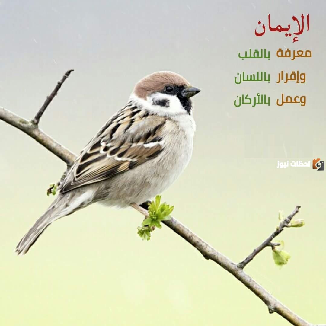 اعتقاد بالقلب وقول باللسان