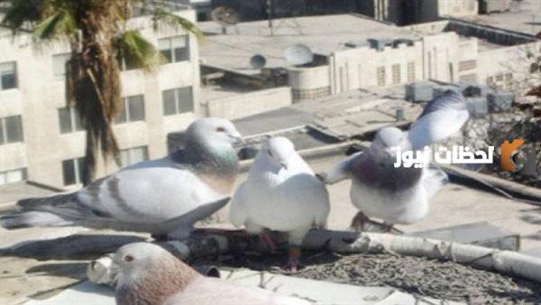 لماذا مربي الحمام لا يشهد