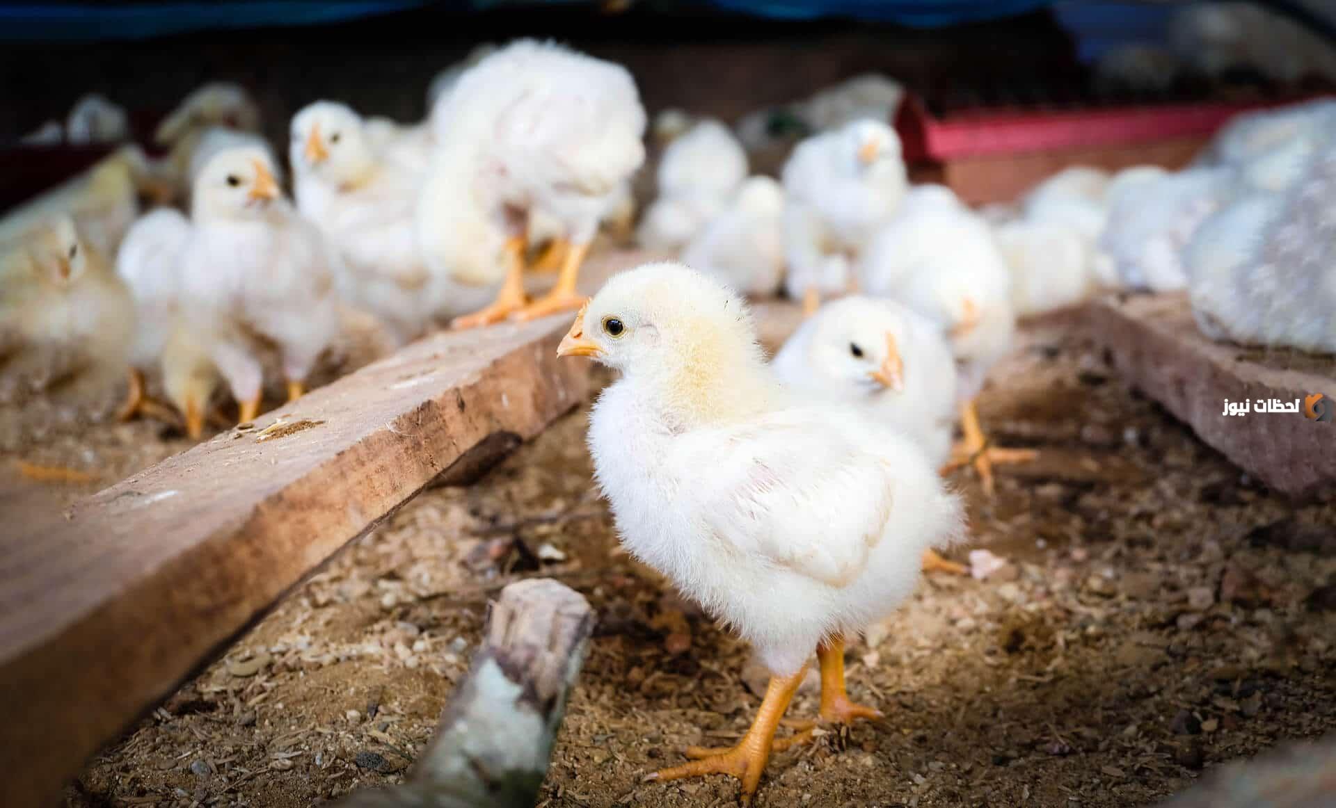 دراسة جدوى مشروع مزرعة دواجن PDF وعوامل نجاح المشروع