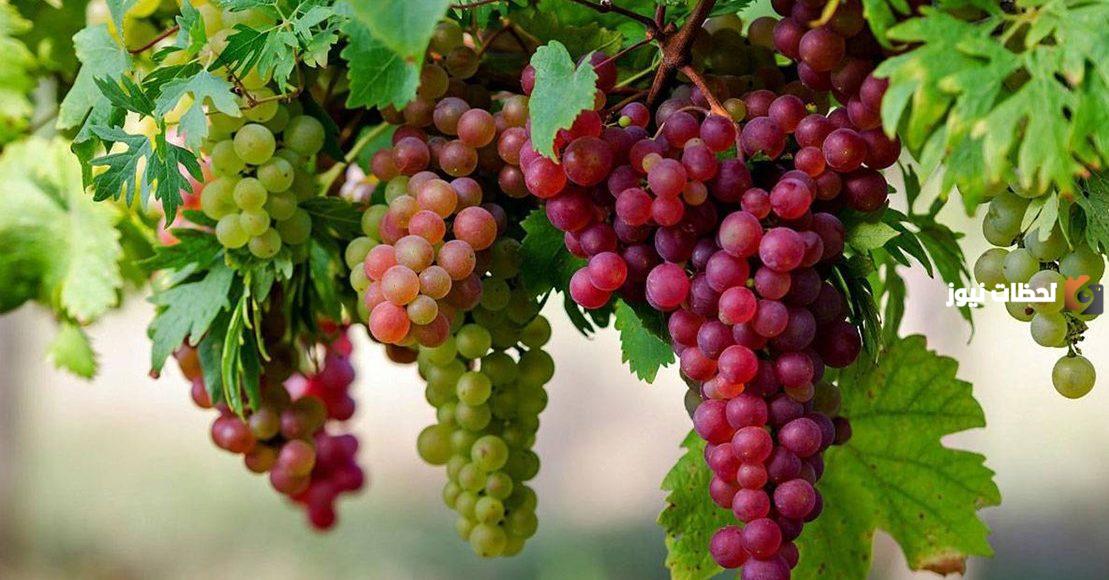 دراسة جدوى مشروع زراعة العنب