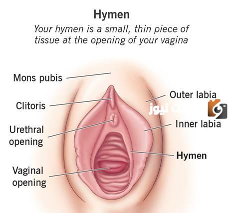 كيف شكل غشاء البكارة السليم