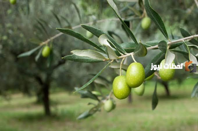 موضوع تعبير عن شجرة الزيتون