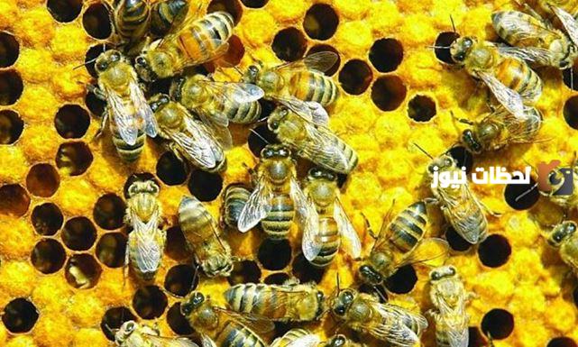 فوائد زيت سم النحل1