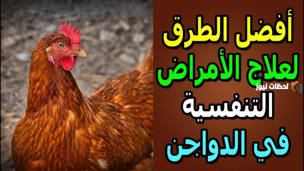 علاج الجهاز التنفسي للدواجن بالاعشاب
