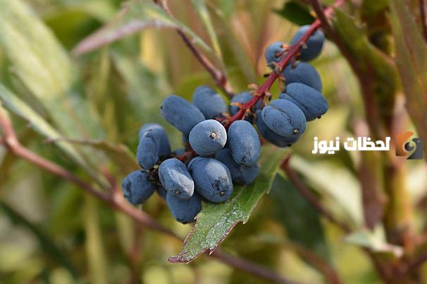 علاج الصدفية بالاعشاب