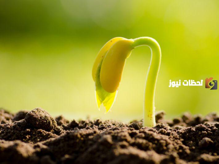 بذور ذوات الفلقة والفلقتين