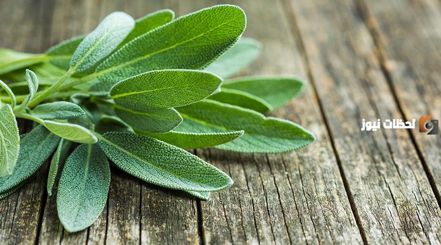 ما هي فوائد الميرمية للتخسيس1