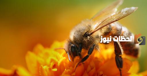فوائد العلاج بسم النحل وما هي طريقة الاستخدام الصحيحة له