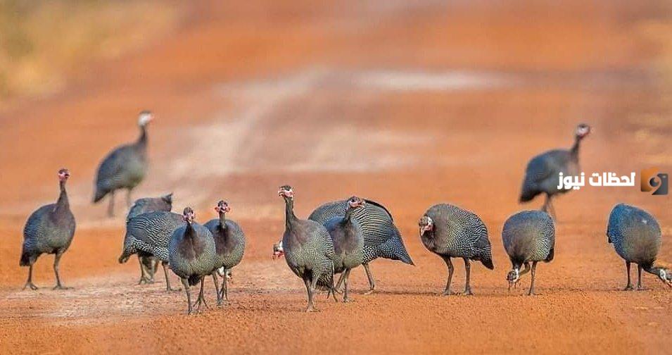 أبرز المعلومات عن الدجاج الحبشي وطريقة إعداده