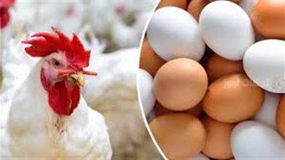أسعار الفراخ البيضاء اليوم 26 فبراير