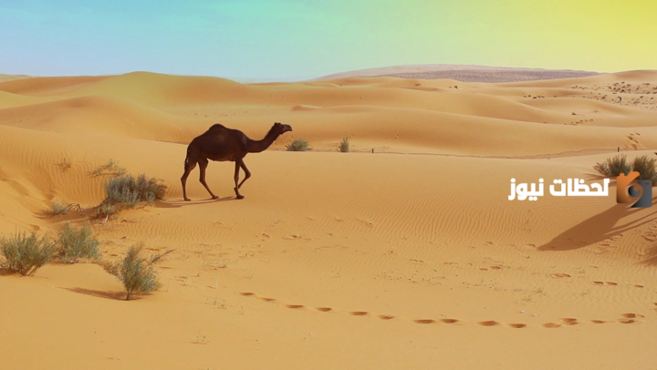 أصل عائلة الهويمل