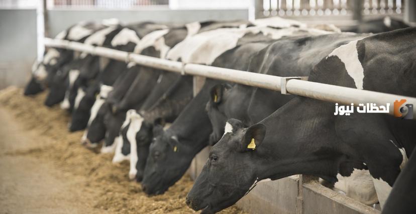 دراسة جدوى مشروع مصنع أعلاف مواشي جاهزة للطباعة