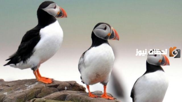 أنواع الطيور المهددة بالانقراض