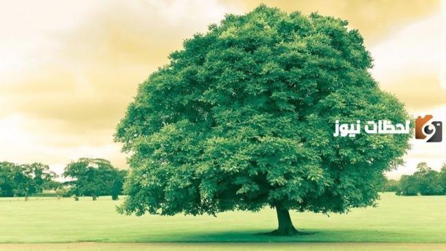 إحدى أجمل الرؤى تفسير الأشجار الخضراء في المنام على ماذا تدل ؟