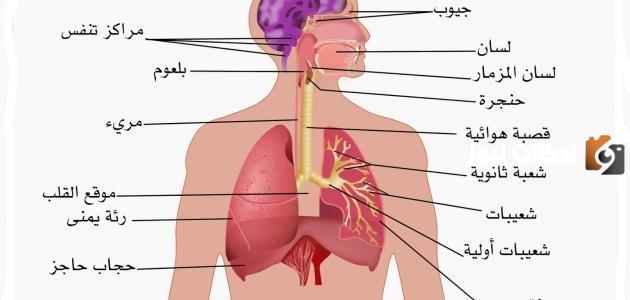 بحث حول الجهاز التنفسي لدى الانسان للمرحلة الابتدائية