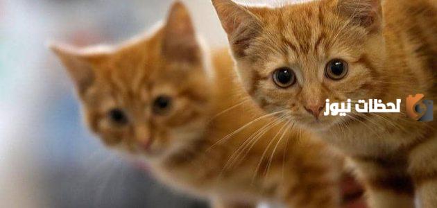 تفسير القطة في المنام للمتزوجة لابن سيرين كامل