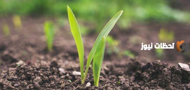 دراسة جدوى مشروع أسمدة عضوية PDF وعوامل نجاح المشروع