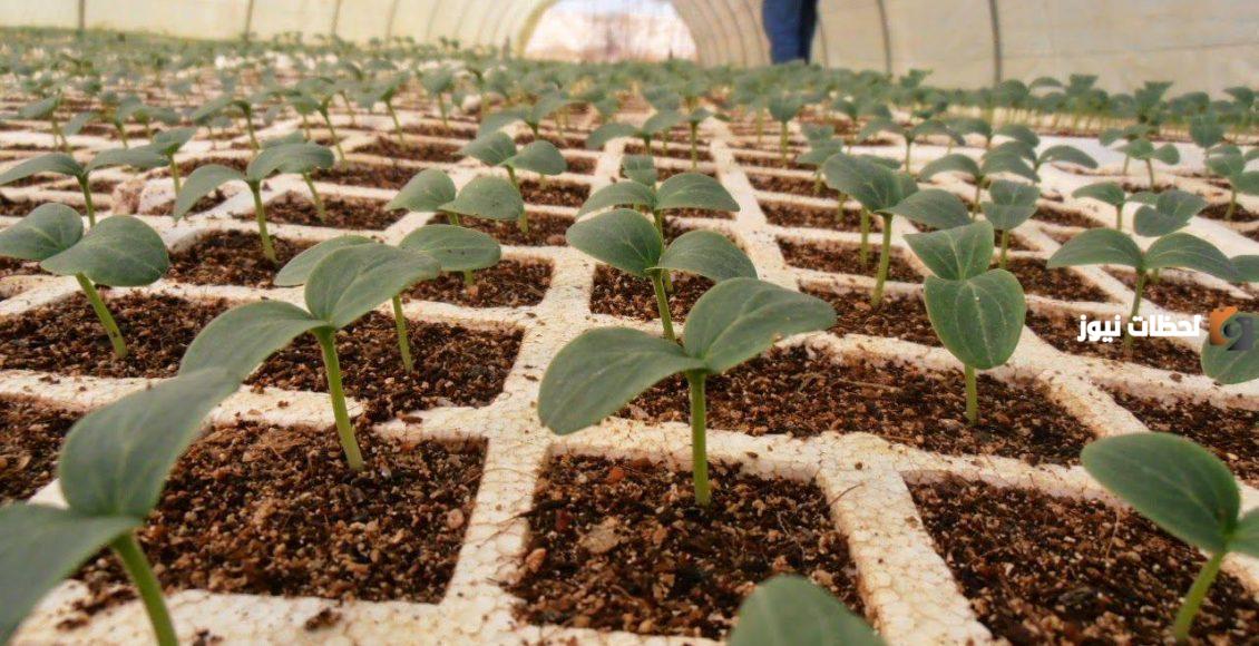 دراسة جدوى مشروع الخيار في الصوب وعوامل نجاح المشروع