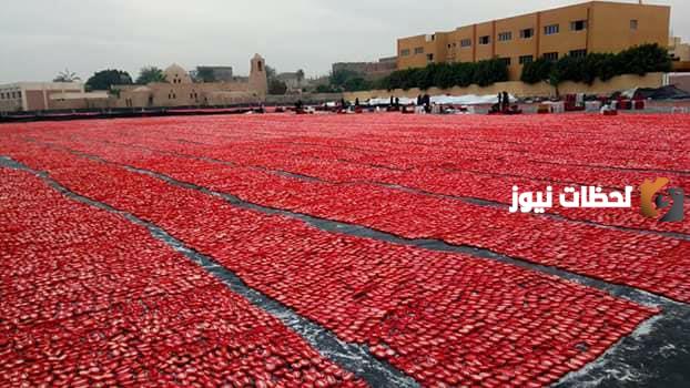 دراسة جدوى مشروع تجفيف الطماطم وعوامل نجاح المشروع