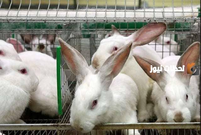دراسة جدوى مشروع تربية الأرانب من الالف الى الياء كاملة
