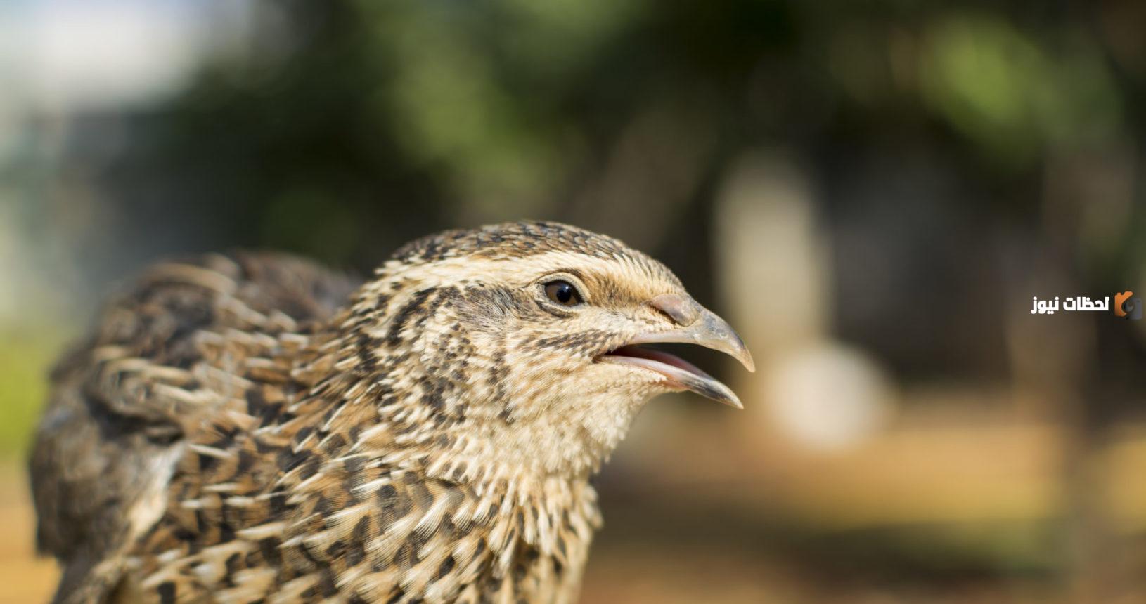 دراسة جدوى مشروع تربية السمان وعوامل نجاح المشروع
