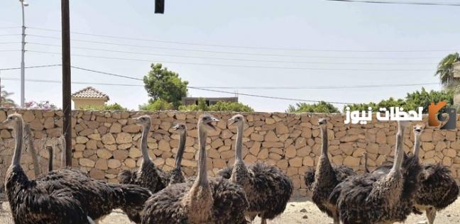 دراسة جدوى مشروع تربية النعام وطرق التسويق الناجحة