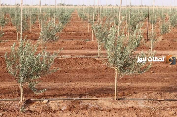دراسة جدوى مشروع زراعة فدان زيتون