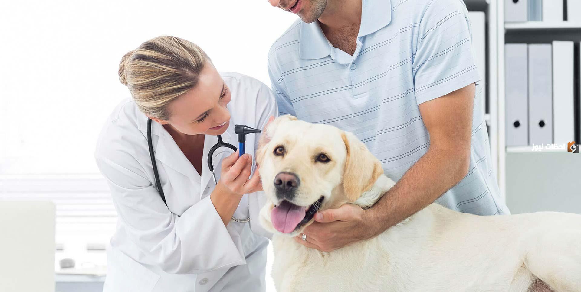 دراسة جدوى مشروع صيدلية بيطرية وعوامل نجاح المشروع