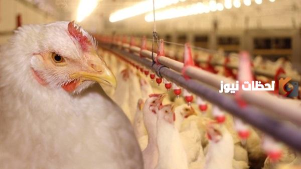 دراسة جدوى مشروع مجزر دواجن يدوي وعوامل نجاح المشروع