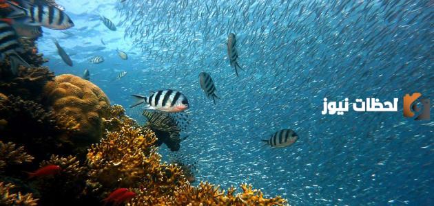 عالم البحار والمحيطات ناشيونال جيوغرافيك عالم البحار والمحيطات ناشيونال جيوغرافيك